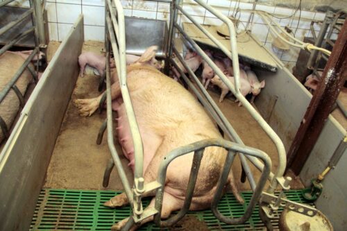 Chiny, trzoda chlewna, ASF, odbudowa pogłowia, spadek cen tuczników i mięsa wieprzowego