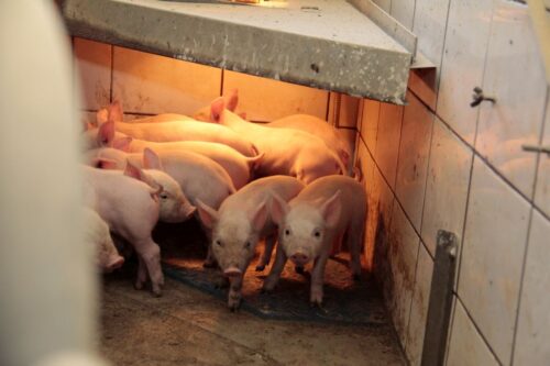 kastracja prosiąt, znieczulenie, Niemcy, zakaz kastracji