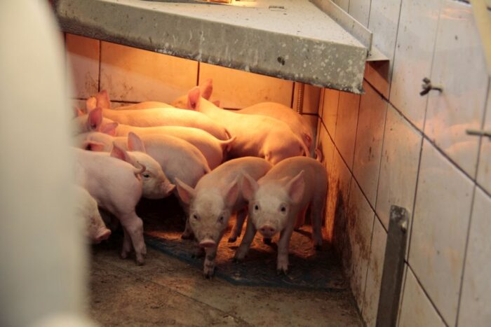 kastracja prosiąt, znieczulenie, Niemcy, zakaz kastracji