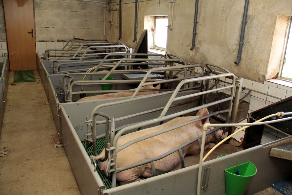 pogłowie trzody chlewnej w Polsce spada, niska opłacalność produkcji, likwidacja stad świń,