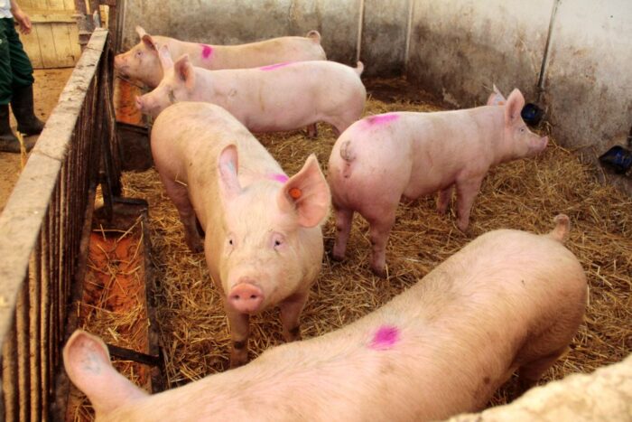 lochy, pogłowie, trzoda chlewna, Chiny