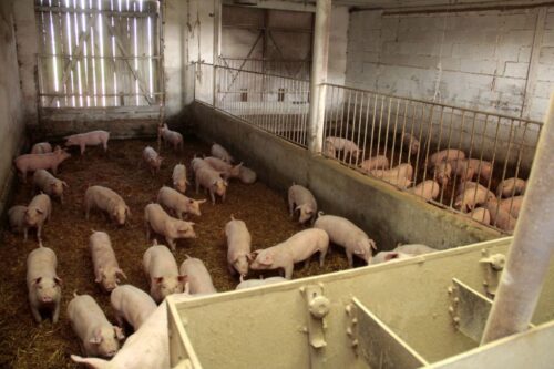 gobarto, wieprzowina, produkcja wieprzowiny, eksport wieprzowiny, asf w polsce