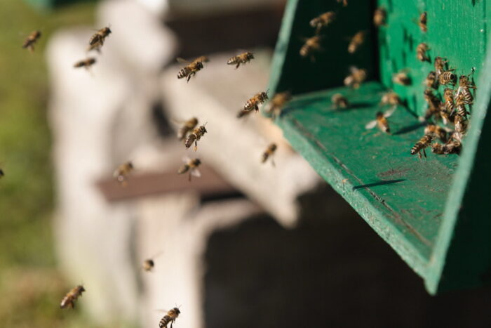 podkarpacie, zbiory miodu wiosennego, miód wiosenny, miód spadziowy, tadeusz dylon, pszczelarstwo