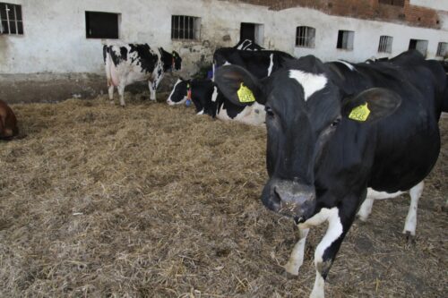 Narodowy Dzień Mlecznej Fermy, bydło mleczne, produkcja mleka, krowy mleczne