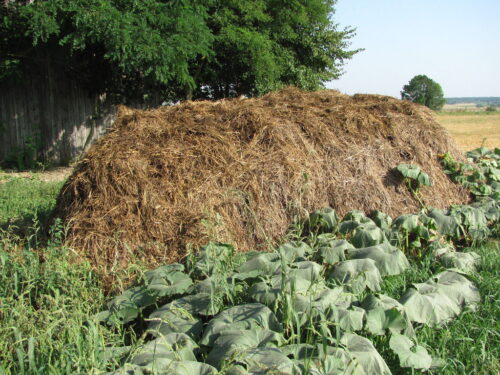 obornik, nawożenie obornikiem, makroelementy, mikroelementy