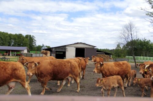 odsadki, limousine, mięsne, bydło