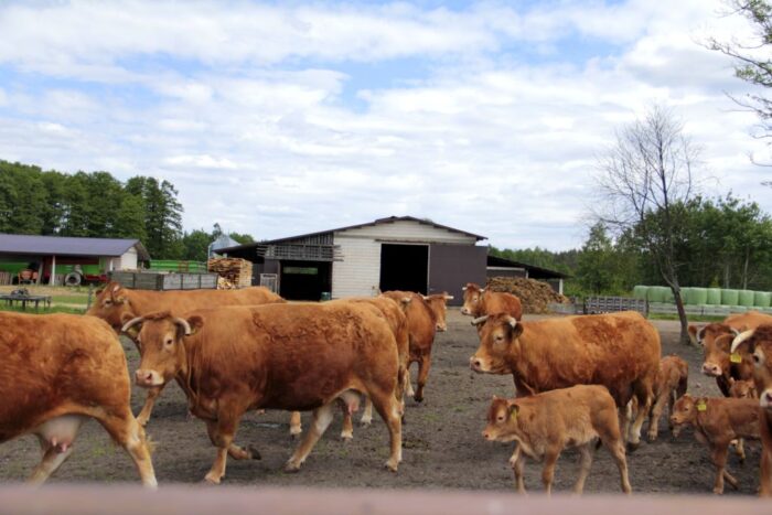 odsadki, limousine, mięsne, bydło