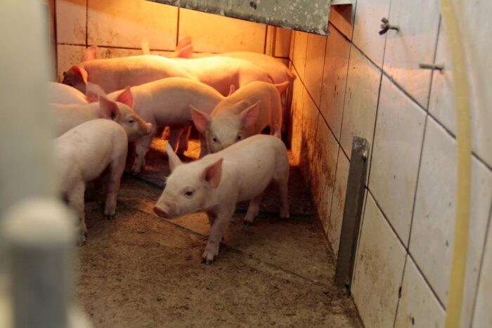 ogonki, obgryzanie, kamera 3D, prosięta