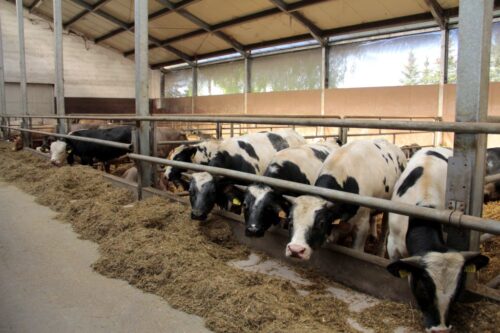 opas bydła, rasy mięsne, Norbert Sieczka, QMP