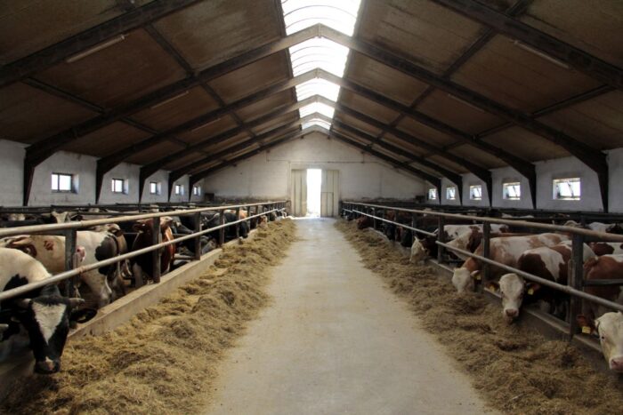 opas bydła, rasy mięsne, Norbert Sieczka, QMP