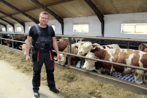 opas bydła, rasy mięsne, Norbert Sieczka, QMP