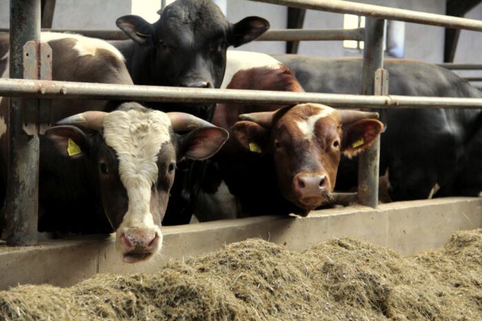 opas bydła, rasy mięsne, Norbert Sieczka, QMP