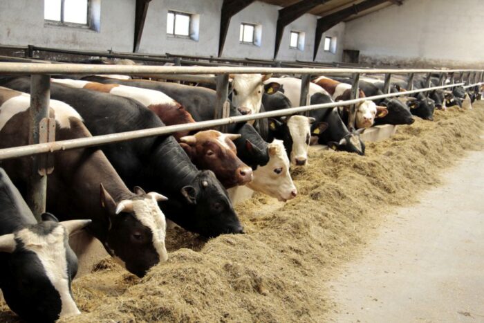 opas bydła, rasy mięsne, Norbert Sieczka, QMP