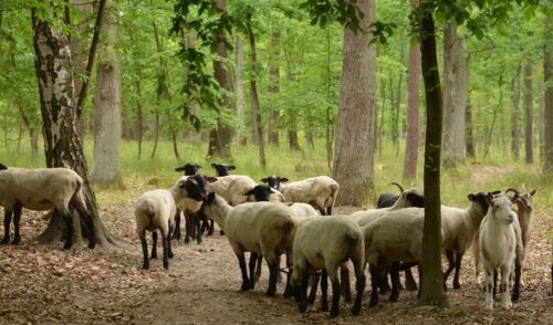 owca czarnogłówka, siedliska Natura 2000, nadleśnictwo Pińczów, lasy państwowe, świetlista dąbrowa