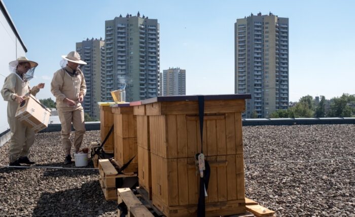 pasieki na dachach, zbiory miodu, pszczelarstwo, pszczele rodziny, kraków, Justyna Ożóg