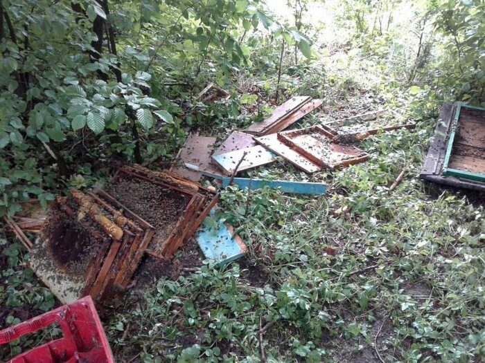Lubień, Myślenice, małopolska, niedźwiedzie, niedźwiedź rozwalił pasieki, pasieki, pszczelarstwo