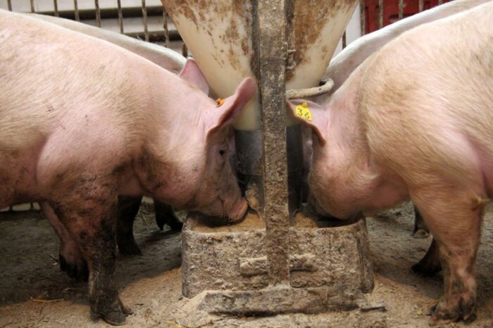 pasze lecznicze, profilaktyczne użycie antybiotyków, odporność na patogeny