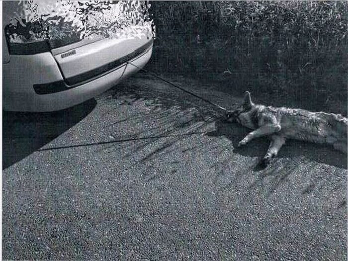 znęcanie się nad zwierzętami, gmina Rudziniec, powiat gliwicki, góny śląsk