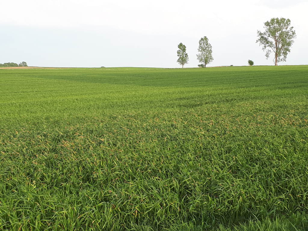 pszenica, poparzenia, rsm
