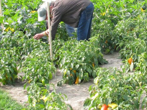 zatrudnienie obcokrajowców, pracownicy sezonowi, praca przy zbiorach, ustawa o ubezpieczeniu społecznym rolników