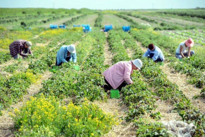 pracownicy sazonowi, ustawa, prawo, przepisy, praca w rolnictwie