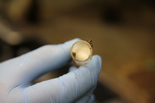 Seria Zdrowe Wymię, zdrowewymie.pl., Hoduj z Głową Bydło, mastitis, pobieranie próbek mleka, wymię, mleko, laboratorium