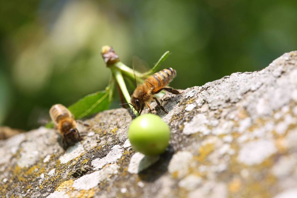 Światowy Dzień Pszczół, pszczoła, owady zapylające, pszczoła miodna, bioróżnorodność