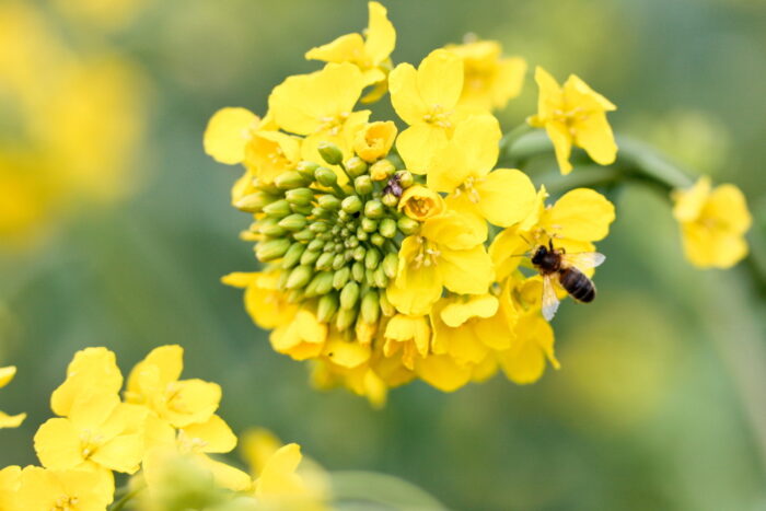 Bożepole, powiat wejherowski, pomorze, oprysk pola rzepaku, wymarłe pszczoły, pszczelarstwo, ryszard voss