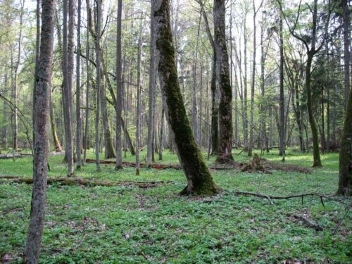 puszcza białowieska, wycinka puszczy białowieskiej, jan szyszko, ministerstwo środowiska, komisja europejska,trybunał ue