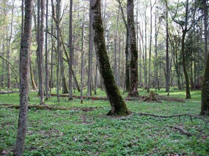 puszcza białowieska, wycinka puszczy białowieskiej, jan szyszko, ministerstwo środowiska, komisja europejska,trybunał ue