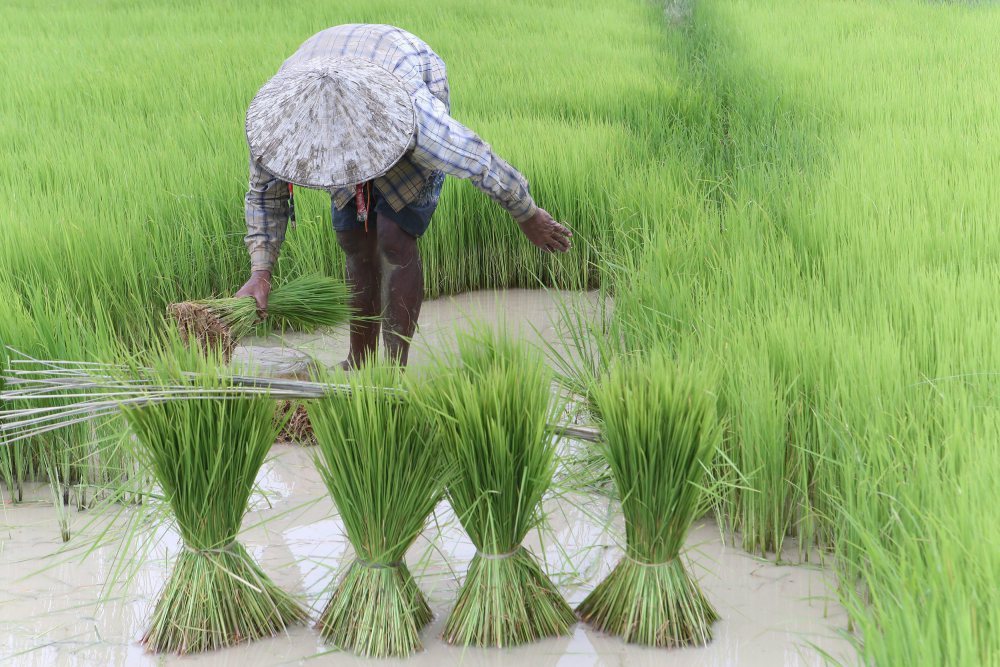 ryż, nawozy, azot, związki azotu, gleba, nawożenie,