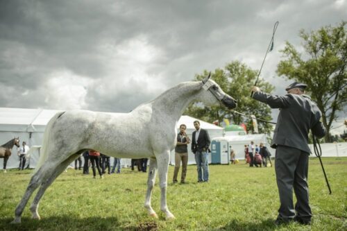 stadnina koni w janowie podlaskim, janów podlaski, marek trela, anr, Waldemar Moncarzewski