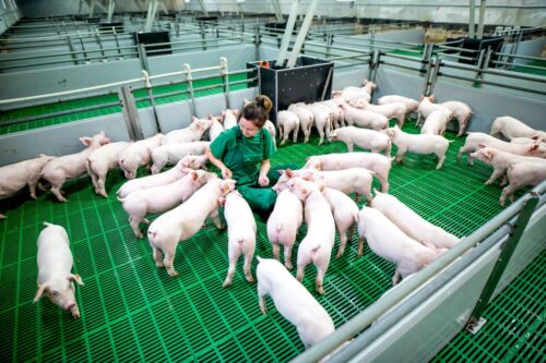 Instytut Ekonomiki Rolnictwa i Gospodarki Żywnościowej, poglowie świń w polsce, trzoda chlewna