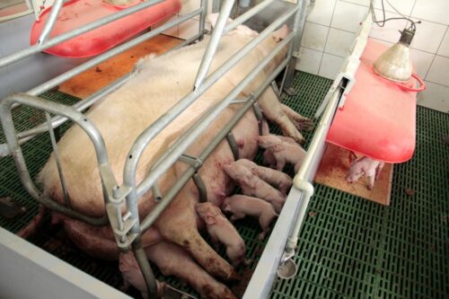 Maxwell Foods, zamkniecie produkcji trzody chlewnej, likwidacja loch, stado podstawowe, brak opłacalności produkcji