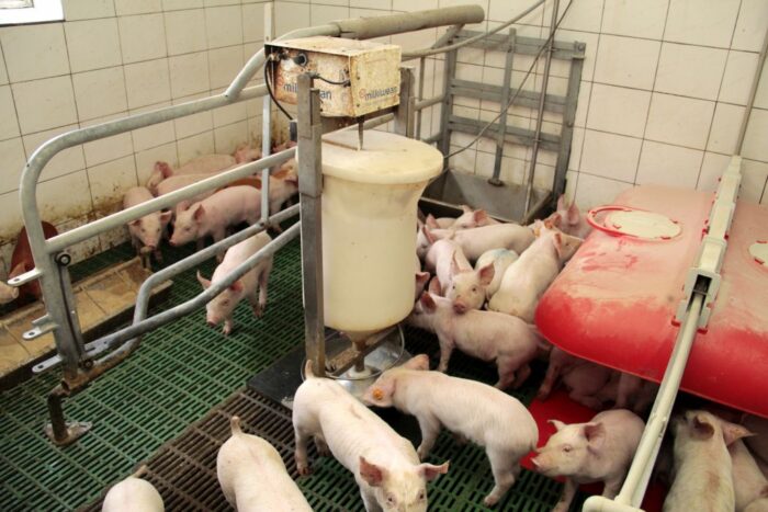 cena warchlaków, Dania, Niemcy, trzoda chlewna, notowania warchlaków