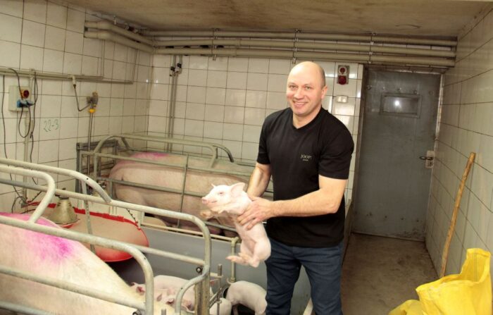 cykl otwarty, warchlaki, prosięta, loszki