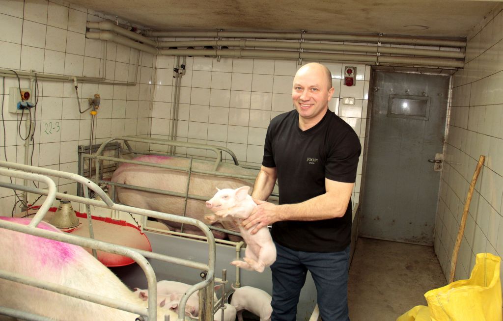 cykl otwarty, warchlaki, prosięta, loszki