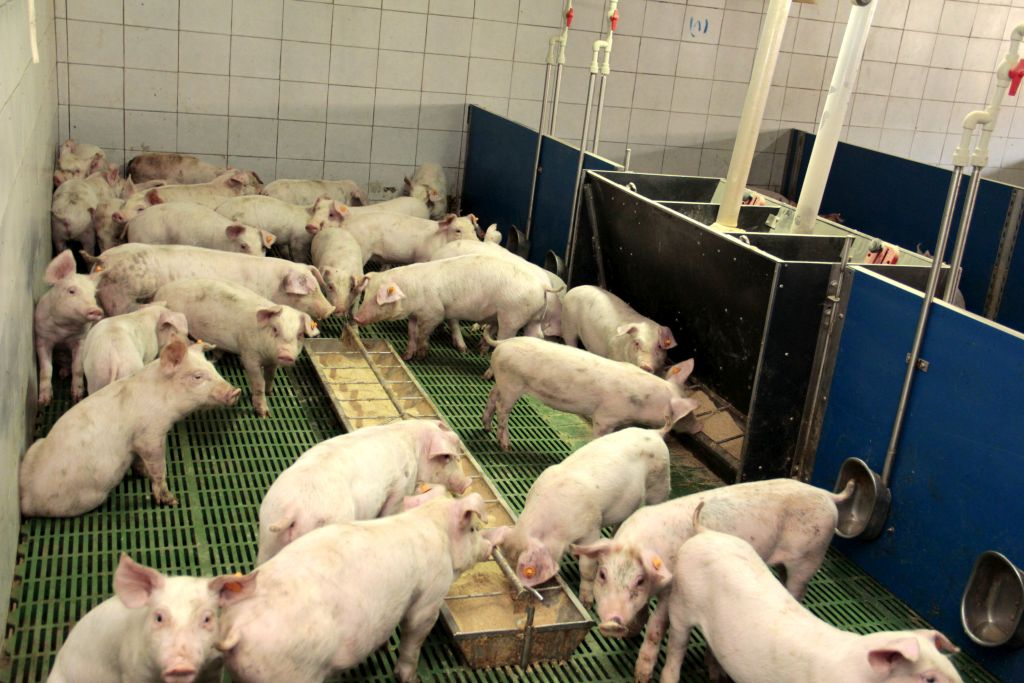 pogłowie trzody chlewnej, pogłowie bydła, raport gus, produkcja zwierzęca