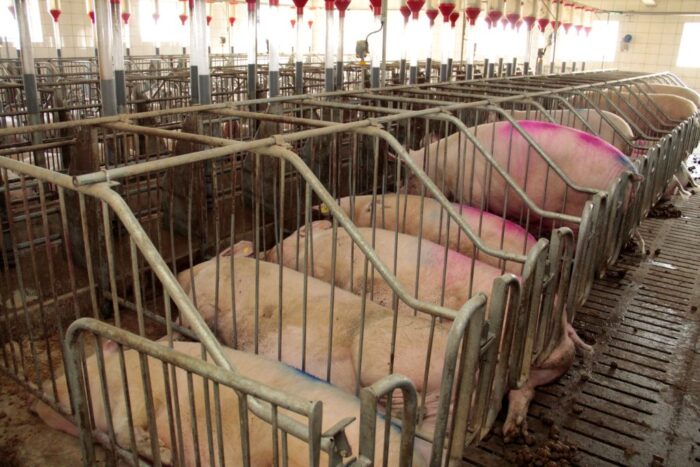 Chiny, import macior hodowlanych, knury hodowlane, odbudowa pogłowia