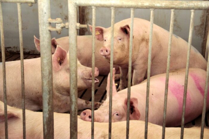 małe ubojnie zwierząt w gospodarstwach, sprzedaż mięsa przez rolników