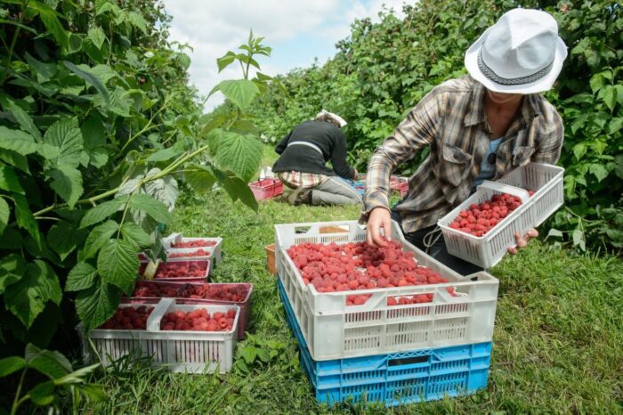 pomocnicy rolnika, opzz, praca sezonowa w gospodarstwie, pomoc przy zbiorach