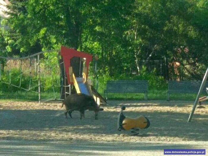 dzikie zwierzęta w miastach, świdnik, wrocław, łosie w miastach, dziki w miastach