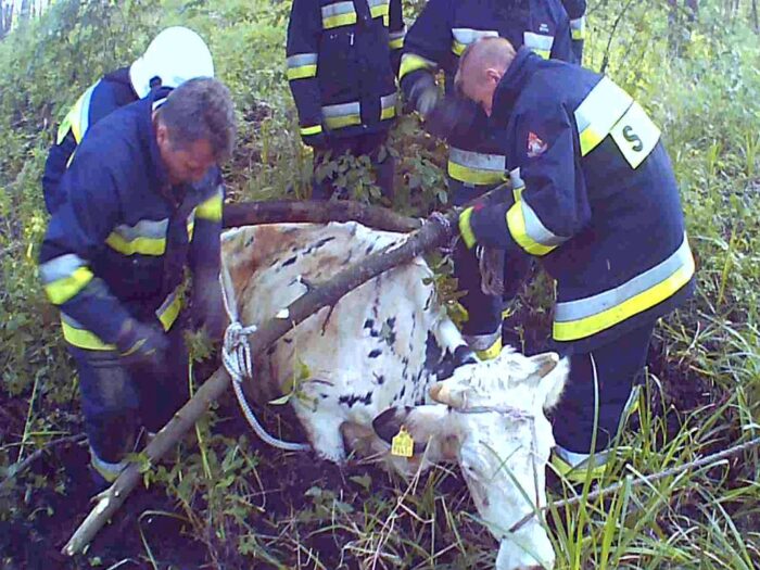 ratowanie zwierząt, Kolonia Kruszewiec, opoczno, ostrowiec świętokrzyski, Kondrajec Pański, Hecznarowice