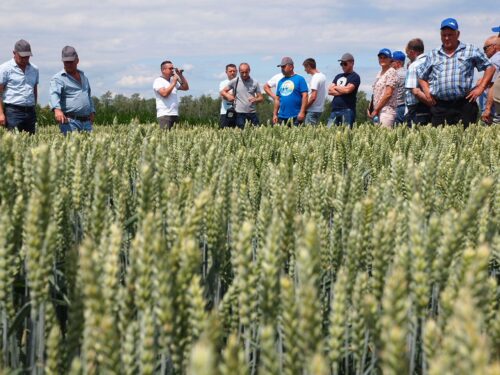 Głubczyce, Dzień Farnera 2018, SDOO Głubczyce, firma Farmer, uprawa, opolskie