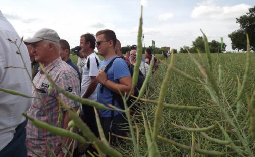 Phytobac, Bayer, Dni Pola Bayer w Strzeszkowicach Dużych, uprawa