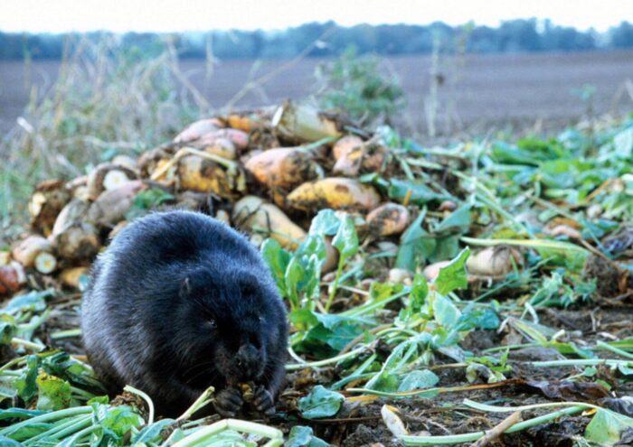 bóbr, buraki, żerowanie