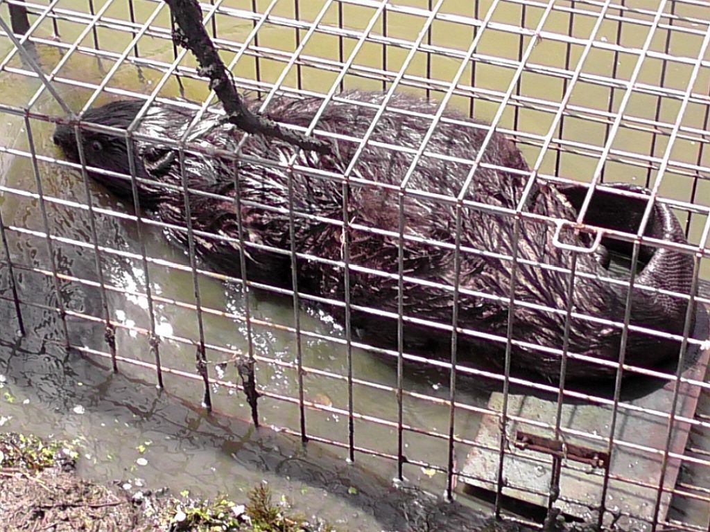 gmina Nowe, powiat świecki, kujawy i pomorze, bobry, kłusownictwo, Joanna Tarkowska