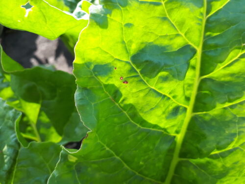 chwościk buraka, liście, plantacja