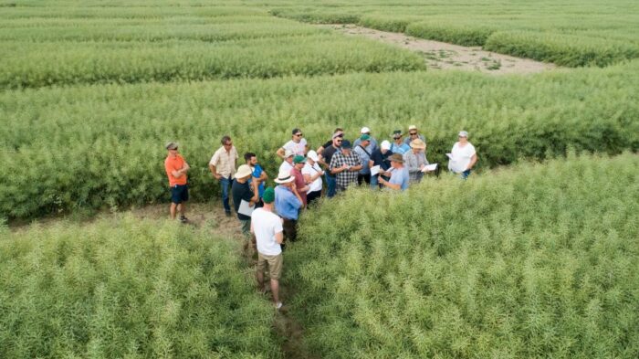 Innvigo, Dni Pola 2018 Innvigo, rolnictwo, Dni Pola, cykl spotkań polowych