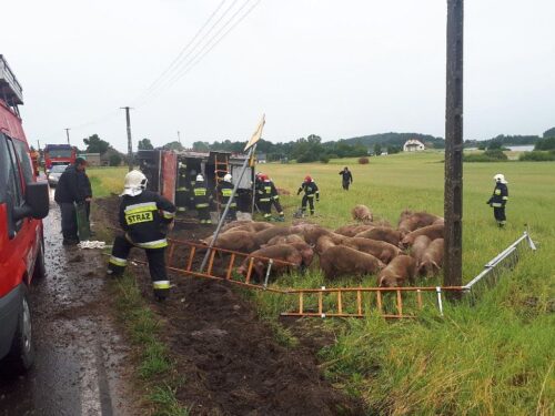 wypadek, ciężarówka ze świniami wpadła do rowu, świnie, trzoda chlewna
